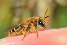 <p>VČELA MEDONOSNÁ (Apis mellifera) ---- /Western honey bee - Westliche Honigbiene/</p>